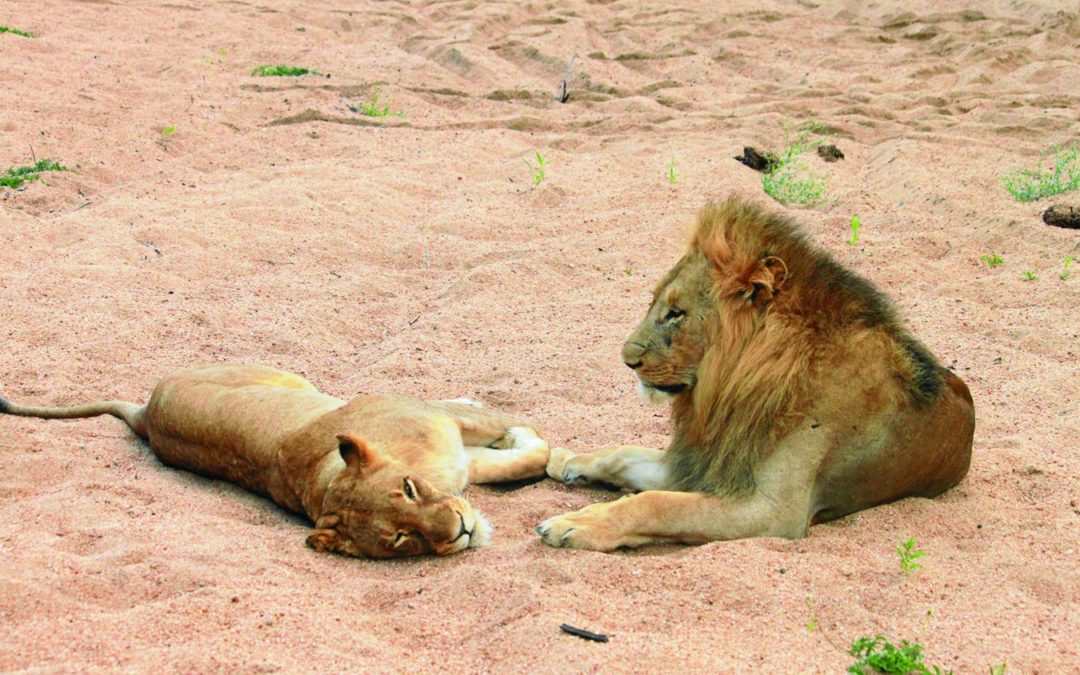 Adelphi president a prime example of multi-talented Long Island CEOs